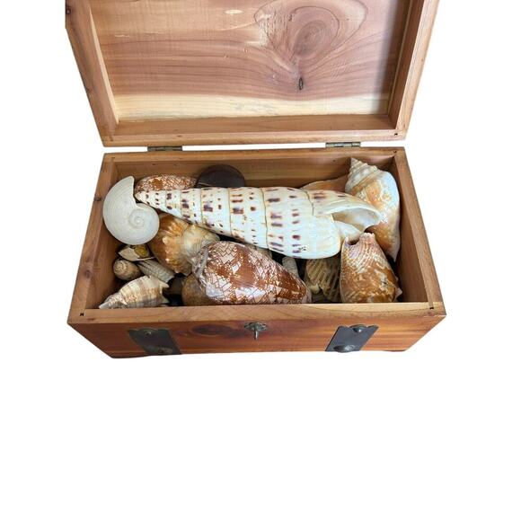 Vintage G. Merz & Son Chicago Wooden Box Treasure Box Full Of Seashells Jewelry - Picture 9 of 13